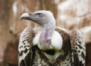 Ruppell's Griffon Vulture (Gyps rueppellii) perched